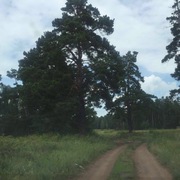 Участок Акколь 10 соток,  лес. 