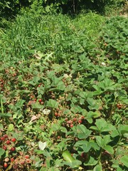 Продается земельный участок